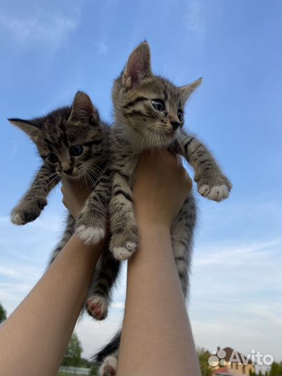 Пушистые котята в добрые руки