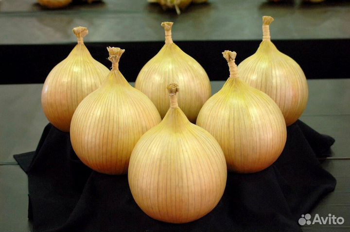 Профсемена лука Эксибишен,Ред Барон и др Голландия