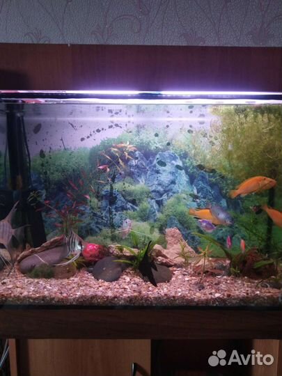 Оборудование для аквариума