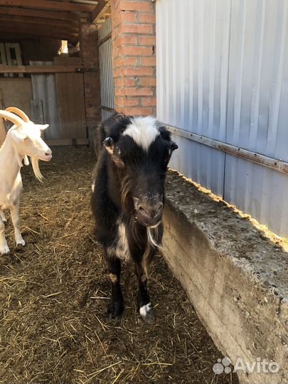 Продается казел на племя торг