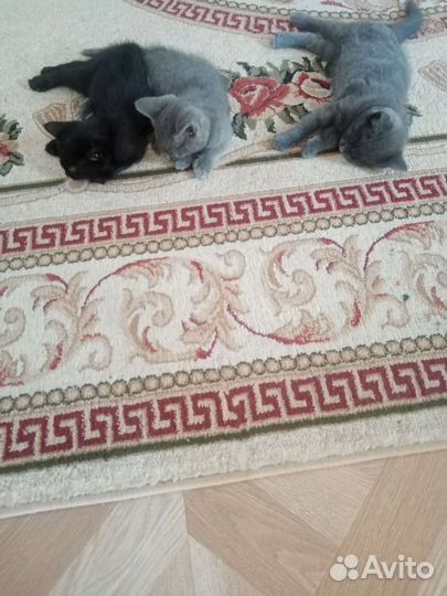 Британская