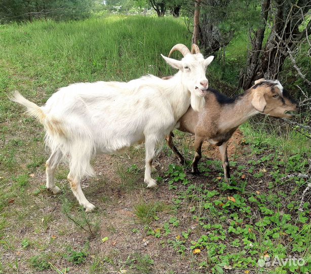 Дойные козы