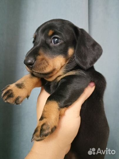 Карликовая такса