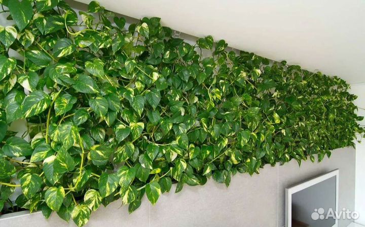 Филодендрон Сканденс Бразил