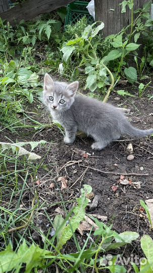 Котята - мышеловки в хорошие руки