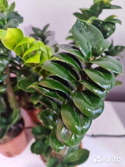 Замиокулькас зензи жук d14