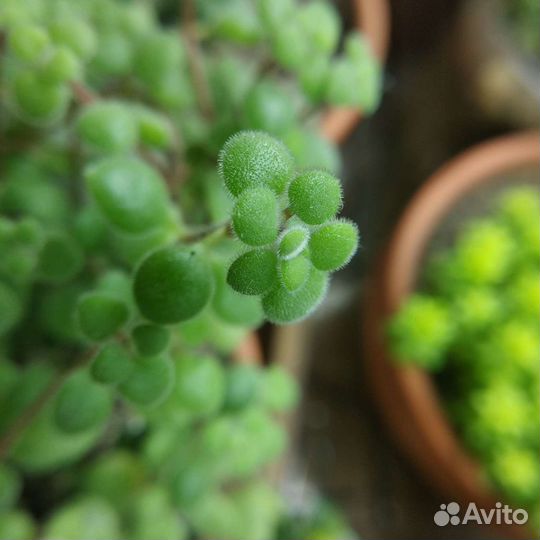 Суккуленты