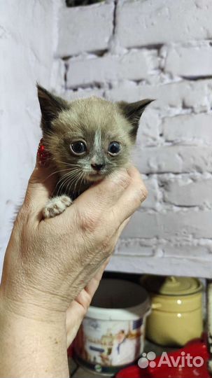 Кошка в дар бесплатно