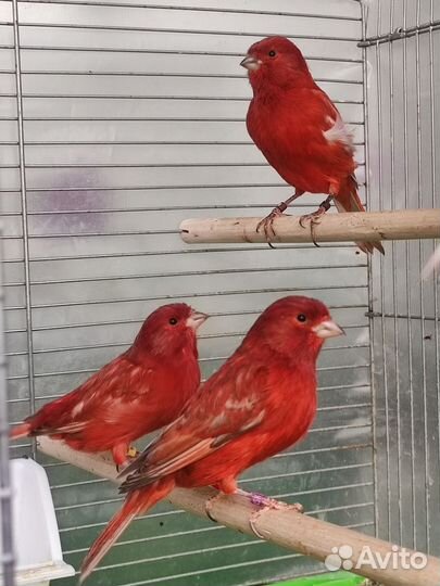 Канарейки. Кенара и канарейки