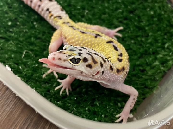 Геккон эублефар малыши 2023