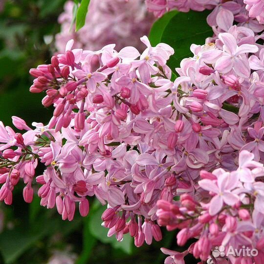 Спирея, сирень, бульденеж, калина