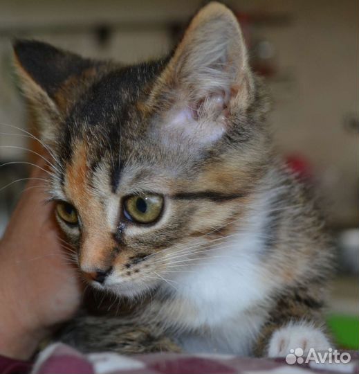 Котенок девочка