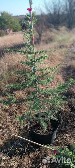 Декоративные и хвойные растения