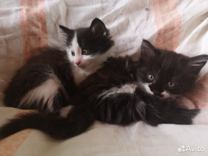 Котята в добрые руки бесплатно