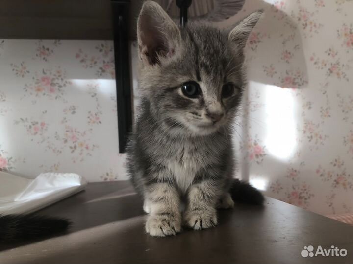 Котята в добрые руки бесплатно