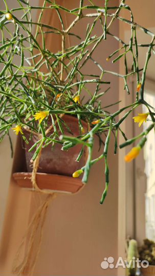 Хатиора / Рипсалис. Ампельный цветущий суккулент