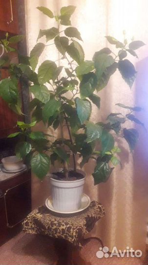 Гибискус китайская роза