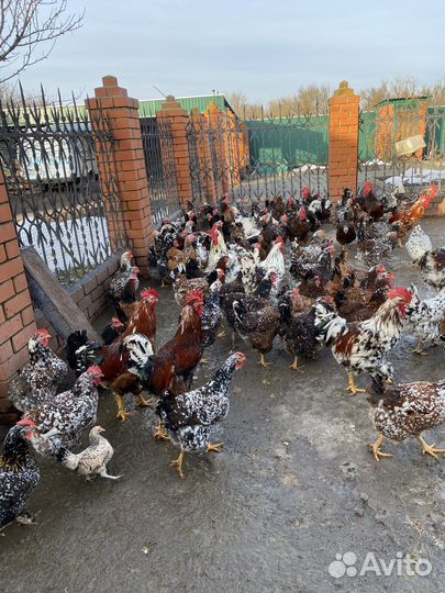 Яйцо инкубационное - Куры ливенской породы