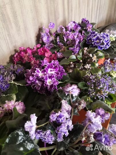 Фиалка лист