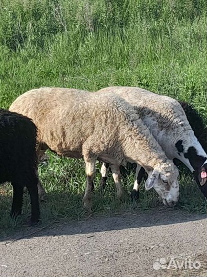 Овцы бараны