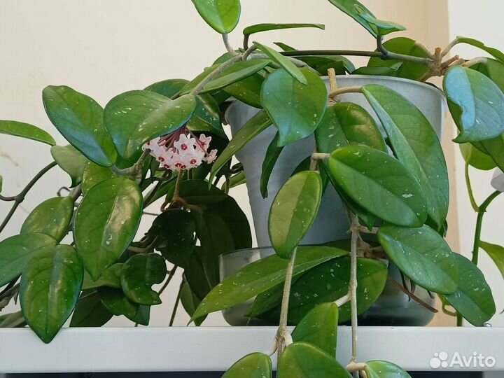 Хойя, пеперомия арбузная