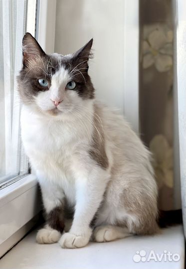 Красивый котик в добрые руки