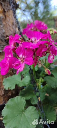 Комнатные растения