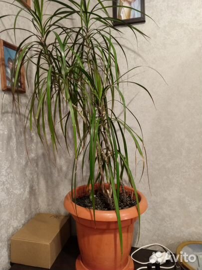 Комнатные растения цветы