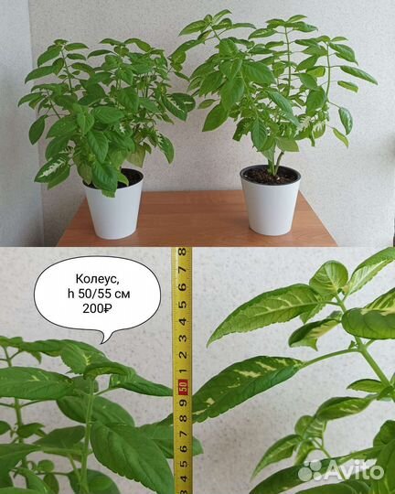 Комнатные цветы