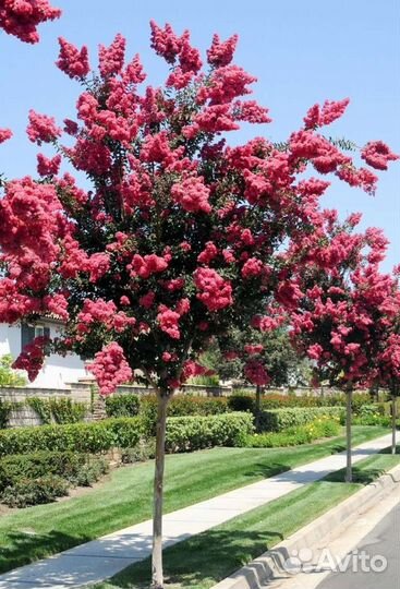 Лагерстремия индийская сирень