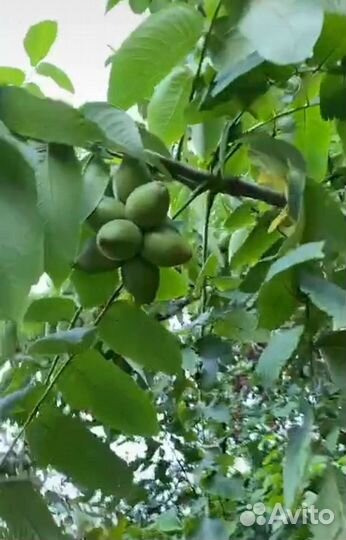 Саженцы маньчжурского ореха