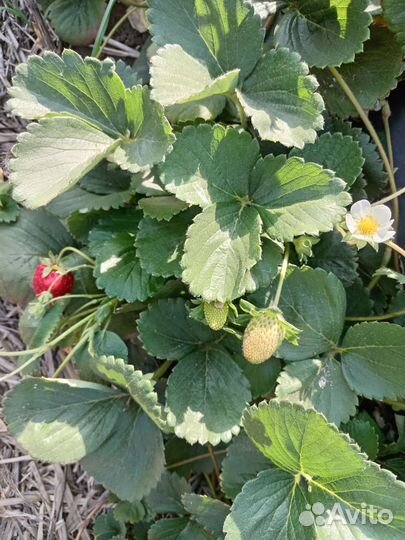 Рассада ремонтантной клубники