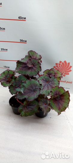 Бегония Рекс микс