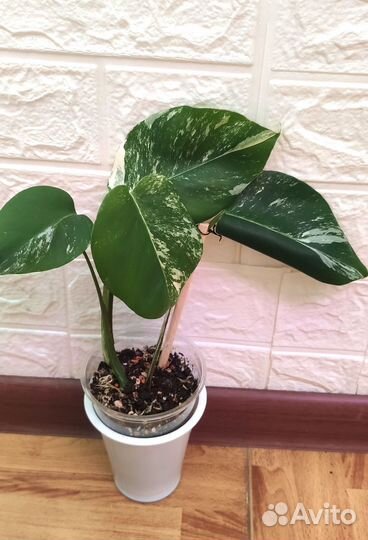 Монстера alba