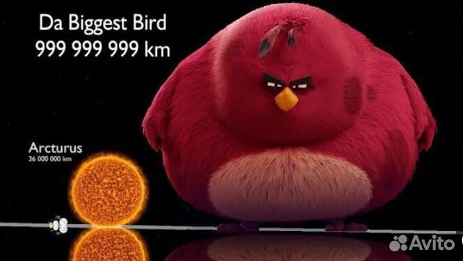 Домашняя птица