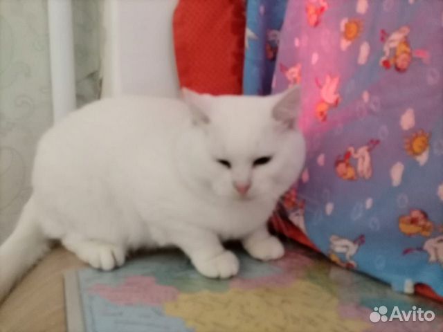 Котик