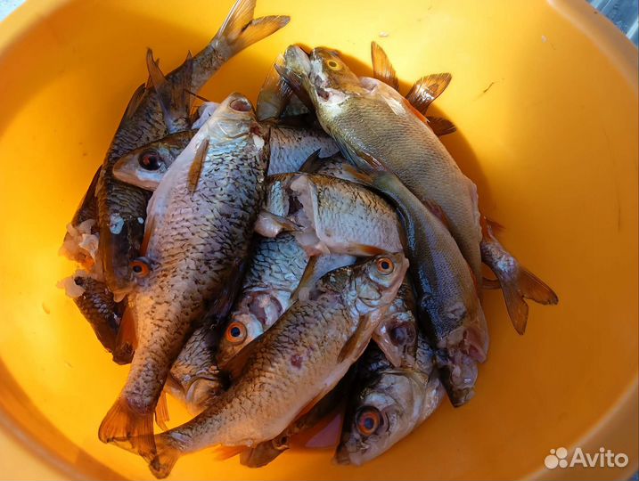 Ласты для подводной охоты