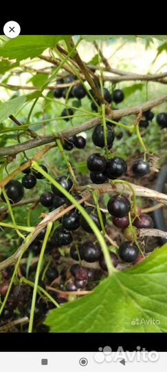 Чëрная смородина