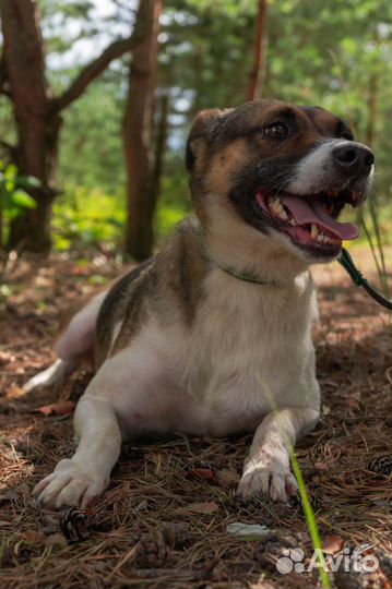 Ищет дом не большая Собачка Мира