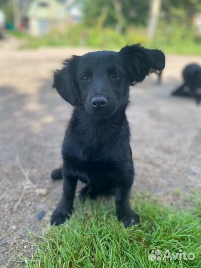 Щенки в добрые руки