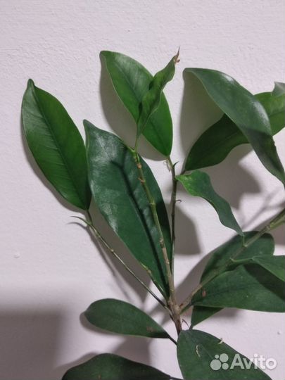 Фикус Вестлэнд