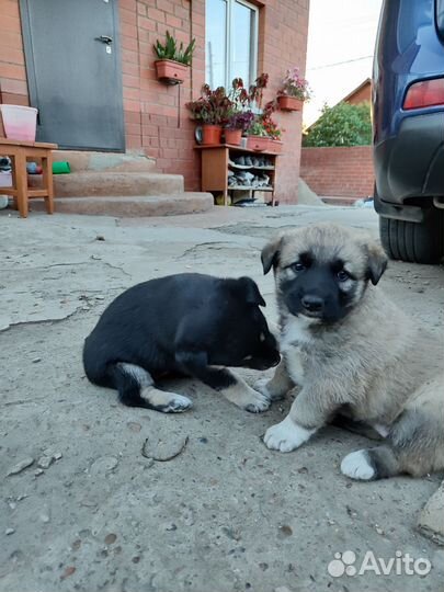 Щенки в добрые руки