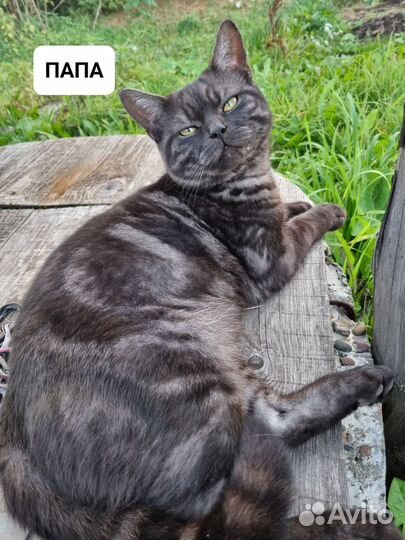 Шотландские котята