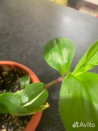 Комнатные цветы