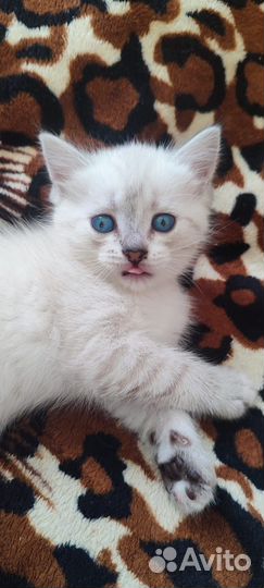 Британские котята