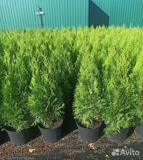 Туя смарагд