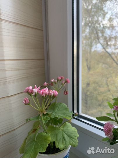 Пеларгония/герань