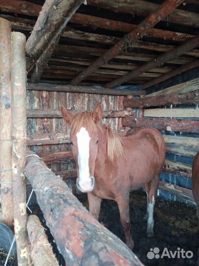 Лошадь, на мясо,возраст 1,8 года