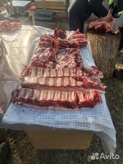 Мясо конина