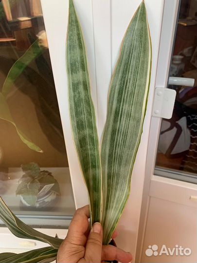 Сансевиерия Металлика (Манолин)